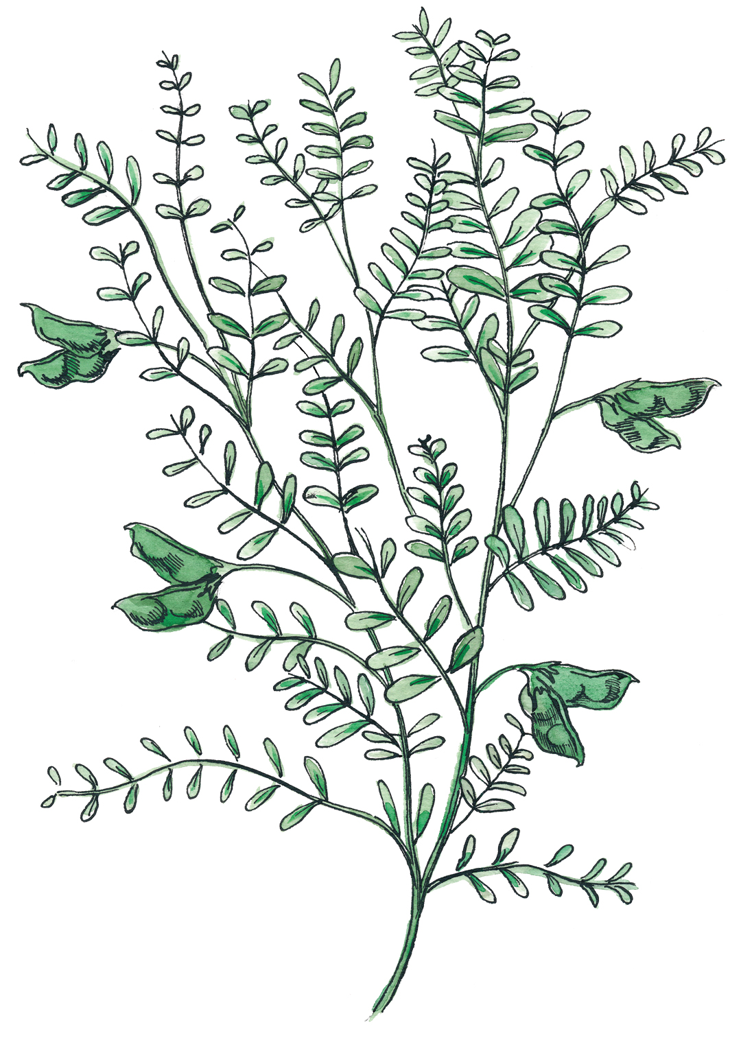lentil plant illustration