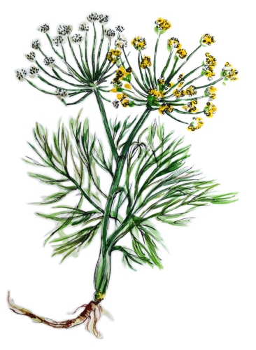 dill illustration