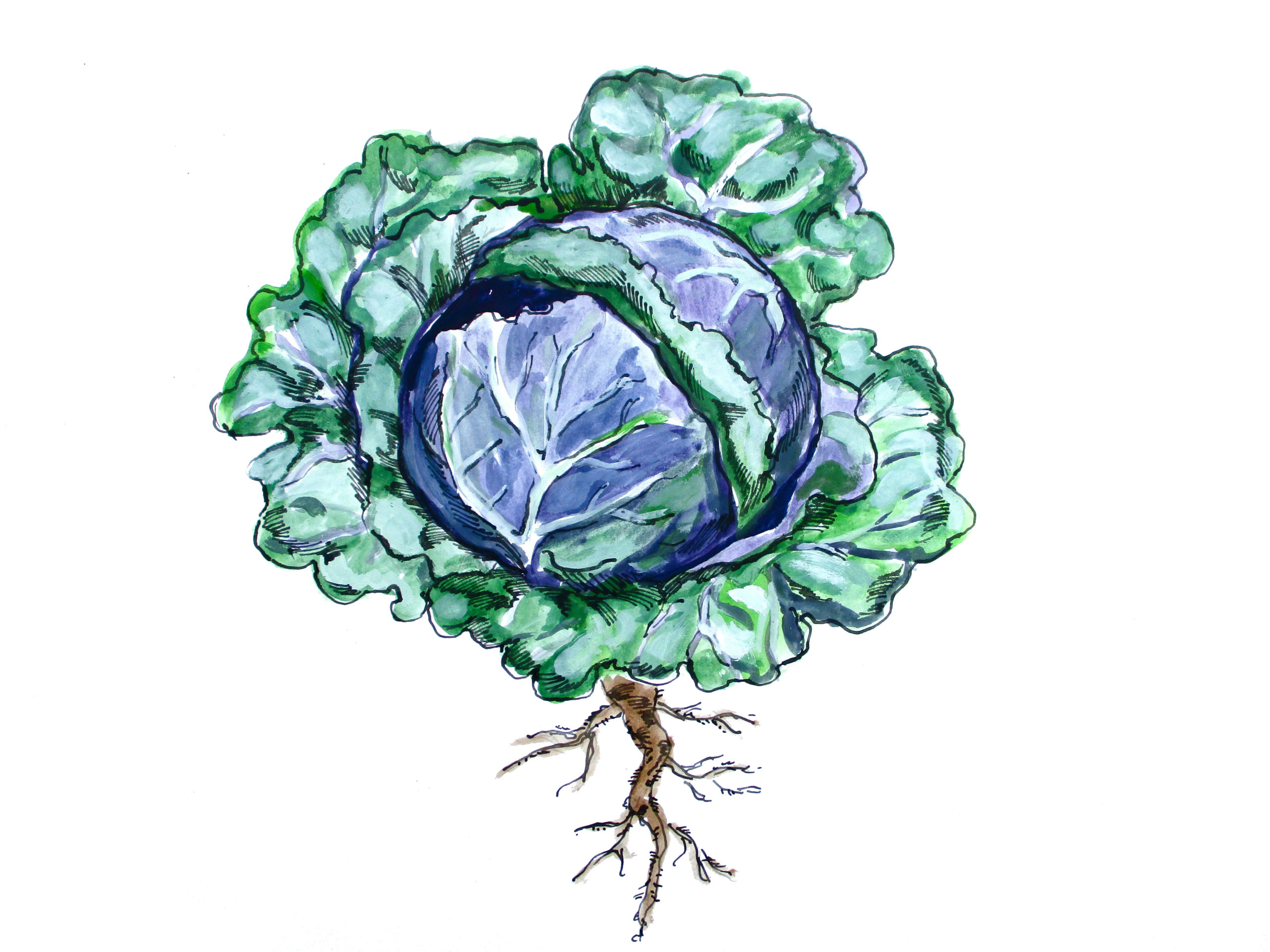 cabbage illustration