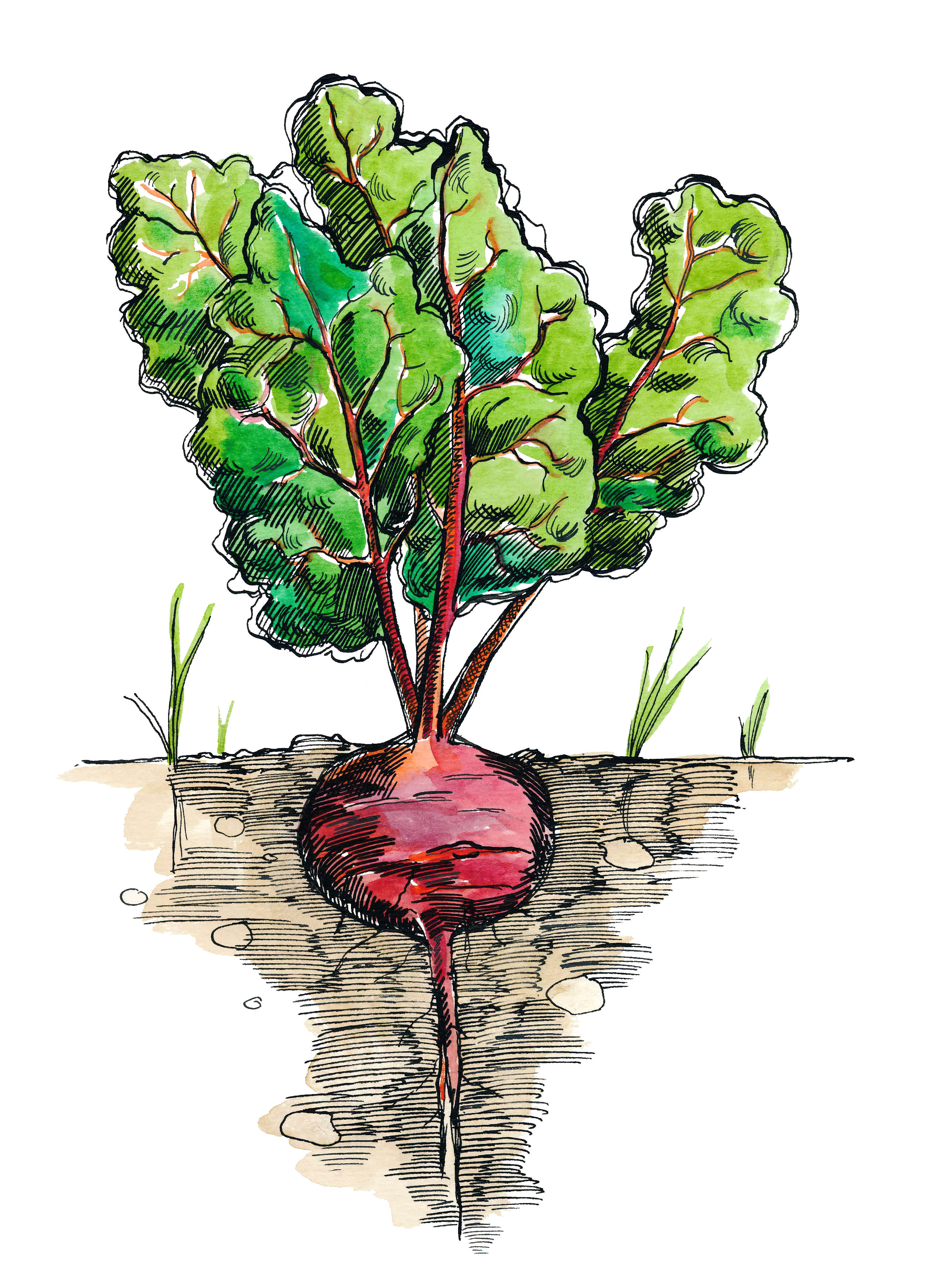 beets illustration