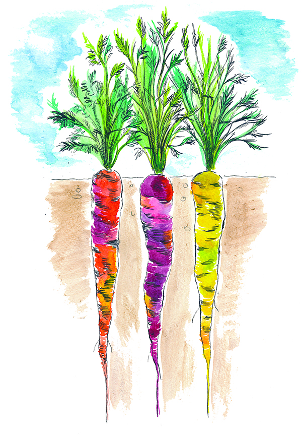 carrots illustration