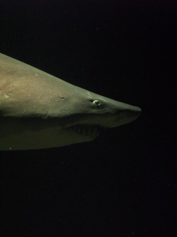 shark swimming underwater