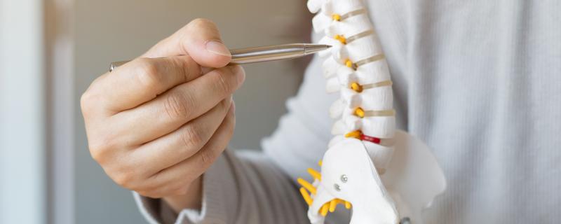 Close-up of spine model