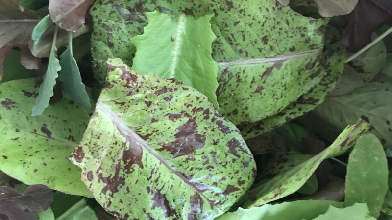 multi-colored greens