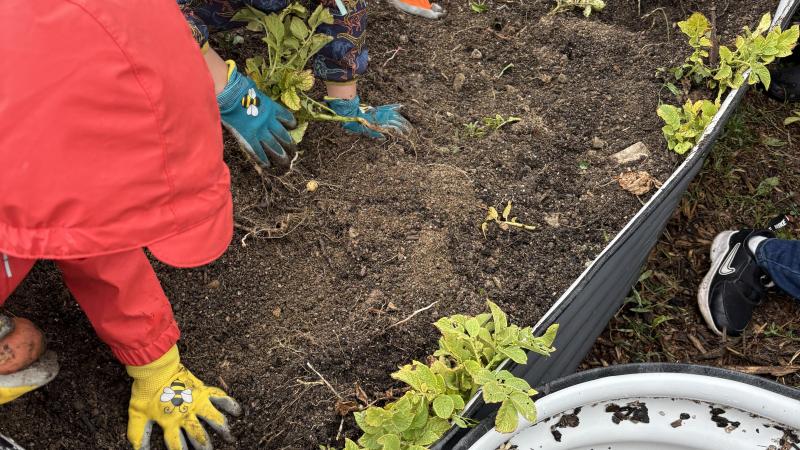 kids digging for potatoes